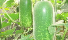 最新吃瓜爆料解说大全,热点事件深度解析